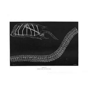 NATURAL HISTORY 1896 ASCIDIANS SALPA CHAIN SALPA PRINT  