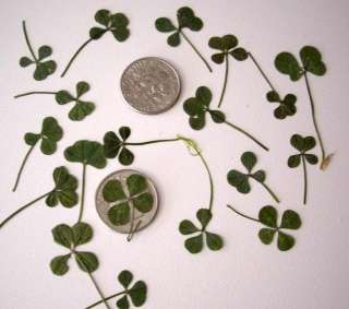 The clovers are each unique and dried individually so shape, color and 