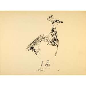  1944 Print Ernst Denzler Watercolor Peacock Wildlife 