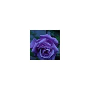  Classic Sapphire Rose 5 seedsrare Patio, Lawn & Garden