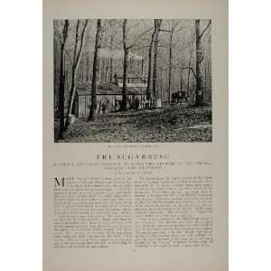  1902 Article Maple Trees Sugar Sugaring Off Syrup Sap 