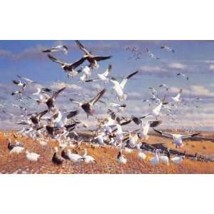  Michael Sieve   Canadian Gold   Snow Geese Artists Proof 