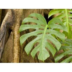  Philodendron Grows on the Side of the Trunk of a Strangler Fig 