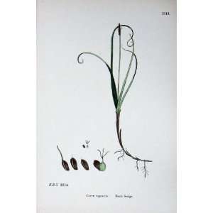   Botany Plants C1902 Rock Sedge Carex Rupestris Colour: Home & Kitchen