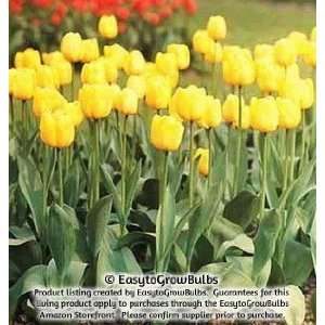  Tulips Mrs. JT Scheepers   10 large bulbs   12+ cm Patio 