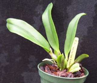 NBS TRISTAR BOUQUET PURPLE CATTLEYA Orchid Plant  
