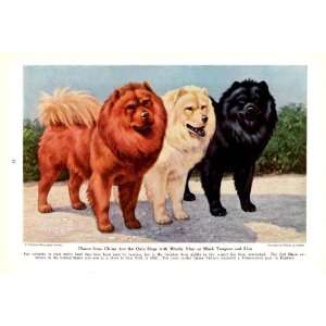 1943 Chows from China Non Sporting Dogs Walter A Weber Vintage Dog 