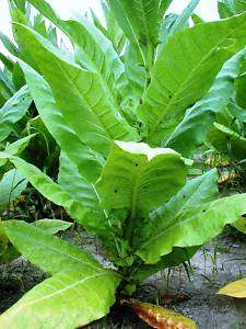500+ Tobacco seeds Virginia Bright Leaf MILD SMOKE RYO*  