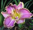 REFLECTIONS OF GLORY DAYLILY fragrant, great Memory Garden plant
