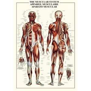  Muscular System Poster Laminated: Home & Kitchen