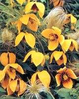 CLEMATIS Radar Love Flower Seeds ~Yellow Perennial~  