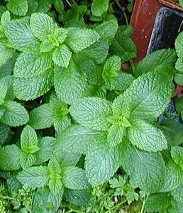 KENTUCKY COLONEL MOJITO MINT PLANTS lot of 3 POTTED  