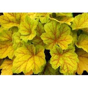  CORAL BELLS ELECTRA / 1 gallon Potted Patio, Lawn 