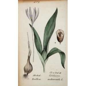 1826 Autumn Crocus Colchicum Autumnale Botanical Print   Hand Colored 