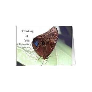 Buckeye Butterfly Thinking of You Greeting Card Card