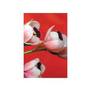    Note Cards Set Orchid Scapes II (10   5x7) 