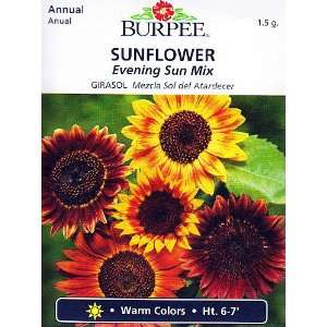 Burpee Evening Sun Mix Sunflower Seeds   1.5 grams Patio 
