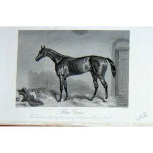  1889 BailyS Magazine Horse Blue Gown Sir Joseph Hawley 