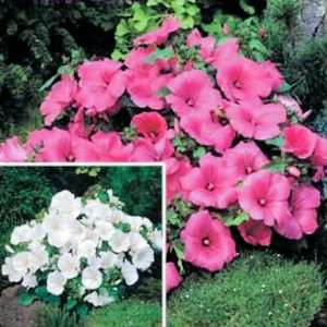  ROSE MALLOW LAVATERA TRIMESTRIS pink & white 100 seeds 