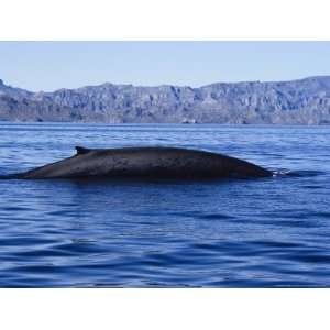  Fin Whale, Female Arching Back, Sea of Cortez Photographic 