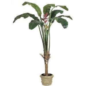  8 Heliconia Plant in Fiberglass Pot Green Red