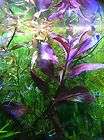 live fish tank aquarium plantHEMIANTHUS GLOMERATUS (Baby Tears 