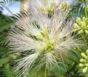 RARE White Mimosa Alba Seeds   Albizia julibrissin silk  