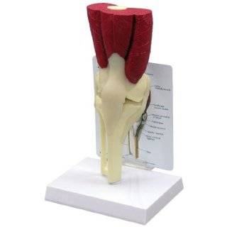 Functional Knee Joint Human Anatomy Model  Industrial 