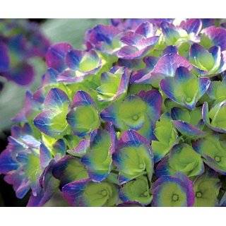 Cityline Rio Hydrangea macrophylla   Strong Blue / Purple   Proven 