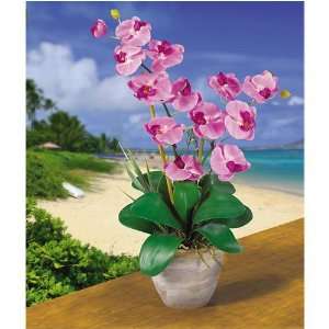  C. Alan 1026 MA Double Stem Phalaenopsis Silk Orchid 