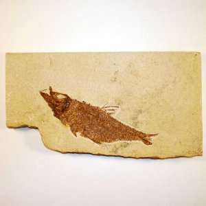  Green River Fm. Fossil Fish   Knightia G293 Kitchen 