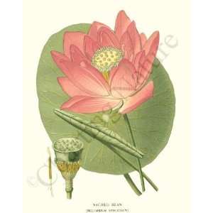  Botanical Flower Print Lotus aka Sacred Bean   Nelumbium 