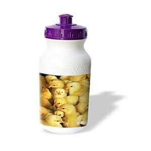   Animals   Group Of Baby Chicks   Water Bottles