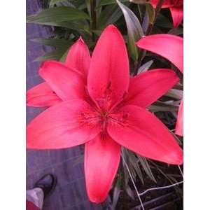  Pre cooled Lily Red Sensation 14 16 cm. 300 pack Patio 