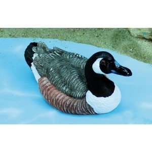  Museum Quality Canadian Goose, 6 Home & Kitchen