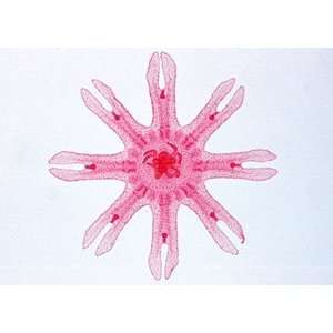 Coelenterata and Porifera Microscope Slides/ Set of 10  