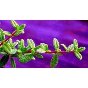   Tea Herb Plant   Nashia   Vanilla flavored tea Patio, Lawn & Garden