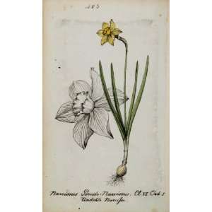 1826 Narcissus Pseudonarcissus Daffodil Botanical Print   Hand Colored 