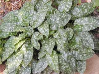 PULMONARIA MRS.MOON SHADE PLANT/ROOT EARLY SPRING FLOWERS 