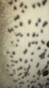Amazing Vintage Cheetah Print Faux Fur Coat Unique Animal Print~ Size 