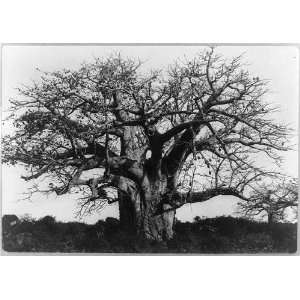  Baobab tree,Africa