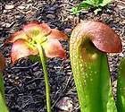 pitcher plant  