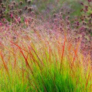 1000 DACOTAH SWITCH GRASS seeds Panicum Virgatum  