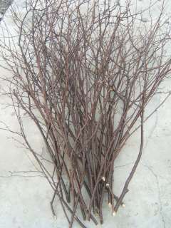 Birch Branches Decorative natural fresh 25 5 to 6 ft  