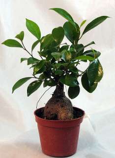 Imported Chinese Ginseng Ginger Ficus Pre Bonsai Tree   4 Pot  
