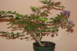 Dynamic Blooming (lavendar) Bonsai Crepe Myrtle  