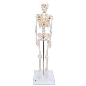  3B Scientific Mini Skeleton