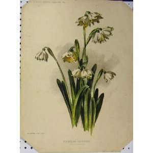  1897 Carpathian Snowflake White Flowers Green Leaves