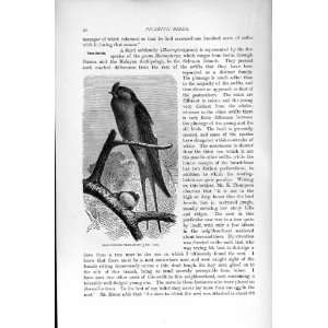   NATURAL HISTORY 1895 LONG WINGED TREE SWIFT BIRD PRINT: Home & Kitchen