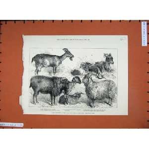  1880 Goats Alexandra Palace Show Burdette Coutts Kids 